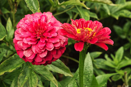garden flower, gardening, zinnia, garden, flower, nature, beauty, flora, beautiful, plant, color, background, bloom, green, blossom, closeup, floral, colorful, summer, petal, pink,の写真素材