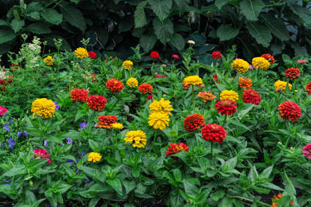 blooming, fresh, botany, park, flower, summer, garden, nature, flora, plant, blossom, yellow, colorful, background, spring, bloom, floral, green, red, beautiful, natural, seasonの写真素材