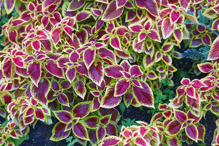 flora, season, plant, garden, leaf, nature, background, green, floral, summer, flower, pattern, colorful, color, botanical, botany, foliage, pink, natural, coleus, decorativeの写真素材
