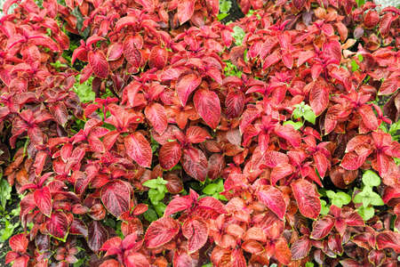 leafs, outdoors, floral background, bunch, background, flower, floral, garden, red, nature, beautiful, color, colorful, beauty, summer, blossom, flora, plant, green, fresh, spring,の写真素材