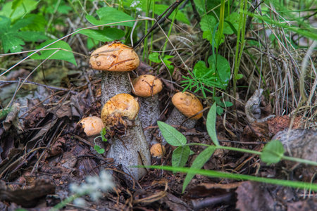 wildlife, taiga gifts, leisure activities, hobby, orange-cap boletus, mushrooms collecting, foliage, orange, cap, vegetarian, mushroom, forest, nature, fungus, brown, wild, naturalの写真素材
