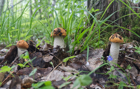 world of plants, edible mushroom, greenery, edible, mushroom, nature, brown, forest, green, wildlife, wild, natural, closeup, grass, summer, background, tree, beautiful, woodの写真素材