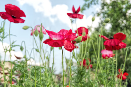 poppies, vibrant, light, day, nature, red, summer, flower, green, poppy, spring, field, background, beautiful, plant, beauty, grass, color, blossom, meadow, landscape, petal, floraの写真素材