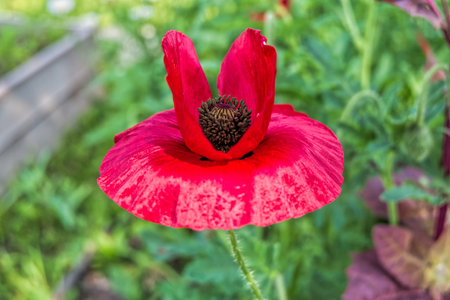 poppies, black, blossoms, meadow, grass, landscape, nature, background, red, plant, flower, beautiful, petal, summer, garden, natural, spring, color, green, flora, bloom, colorfulの写真素材
