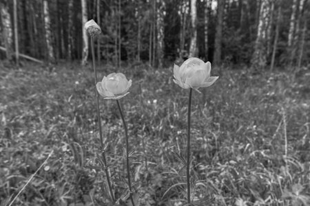 abstract, black white, monochrome, summer, bloom, flower, meadow, closeup, nature, white, landscape, beautiful, background, cold, season, frost, tree, outdoor, forest, naturalの写真素材