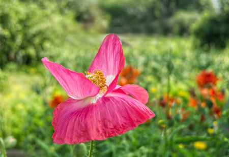 poppies, summer flowers, red flowers, poppy, poppy flower, red, poppy field, field, wild, flower, plant, nature, beautiful, blossom, flora, garden, background, spring, pinkの写真素材