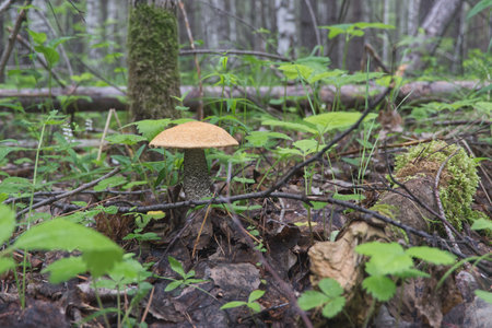 biology, red, mushroom, small twigs, ancient forest, fungi, edible, autumn, green, nature, plant, summer, natural, background, forest, beautiful, outdoor, leaf, park, landscapeの写真素材