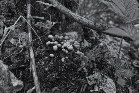 mushrooms, fungi, root, wooden, wildlife, nature, background, black, tree, outdoor, texture, white, forest, wood, natural, closeup, beautiful, abstract, plant, pattern, landscapeの写真素材
