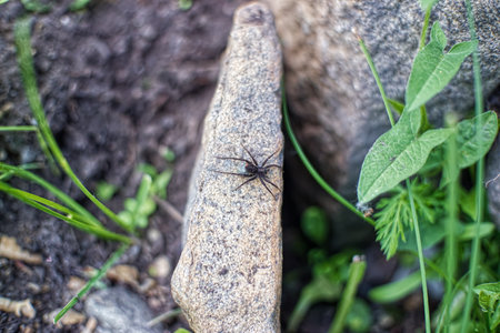 stone, arthropod, invertebrate, wild, spider, insect, wildlife, animal, macro, nature, green, leaf, garden, spring, fresh, growth, agriculture, closeup, growing, summer, grow, treeの写真素材