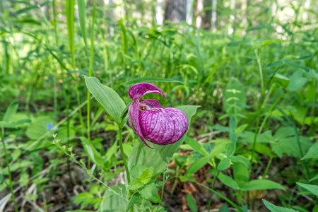 lady's slipper, bud, close-up, wildflower, nature, flower, plant, green, blossom, bloom, beautiful, natural, summer, garden, background, spring, flora, pink, fresh, closeupの写真素材