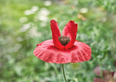 poppy flower, vivid, park, springtime, blooming, nature, flower, red, blossom, plant, beauty, bloom, green, summer, poppy, beautiful, garden, background, spring, floral, fieldの写真素材