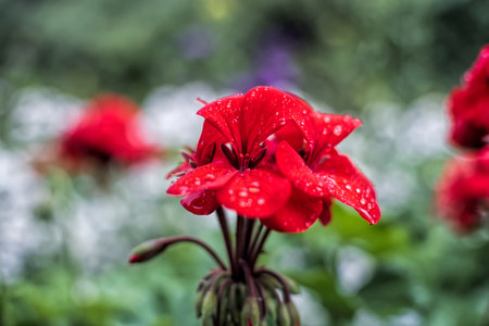 lower, red, nature, garden, plant, bloom, flowers, beauty, blossom, summer, pink, beautiful, flora, petal, floral, spring, poppy, love, macro, color, closeup, petals, leafの写真素材