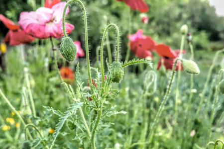 poppy, field, flower, nature, red, summer, flowers, poppies, meadow, spring, plant, grass, beauty, bloom, blossom, landscape, garden, rural, flora, wild, beautiful, color, petalの写真素材