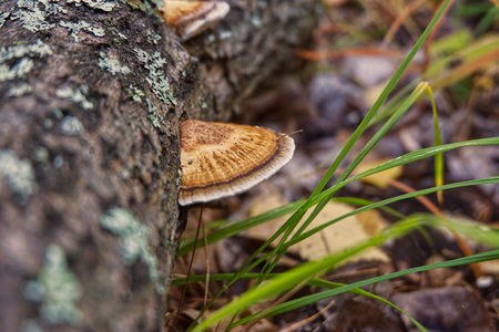 mushroom, nature, fungus, tree, forest, fungi, mushrooms, autumn, brown, food, woods, wood, plant, bark, macro, moss, close-up, grass, trunk, natural, wild, grow, closeupの写真素材