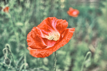 poppy, flower, red, nature, summer, field, plant, flora, spring, flowers, garden, poppies, floral, meadow, blossom, bloom, beauty, petal, grass, orange, petals, closeup, wildflowerの写真素材