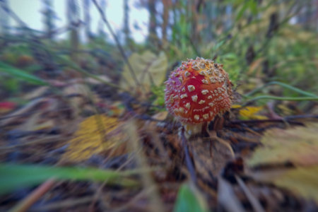 mushroom, toadstool, forest, nature, red, autumn, fungus, agaric, amanita, poisonous, fly agaric, fly, grass, poison, fungi, toxic, mushrooms, white, season, spotted, plantの写真素材