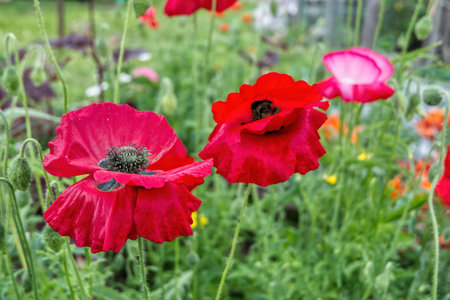 poppy, flower, red, nature, summer, field, poppies, plant, spring, flowers, garden, blossom, beauty, flora, meadow, floral, bloom, grass, petal, petals, wild, macro, beautifulの写真素材