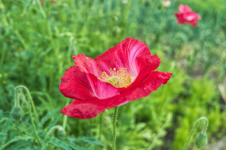 flower, poppy, red, nature, summer, plant, field, spring, garden, blossom, beauty, flora, flowers, bloom, meadow, poppies, petal, floral, grass, petals, macro, wild, beautifulの写真素材