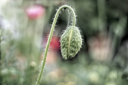 flower, plant, nature, spring, leaf, summer, garden, flowers, grass, blossom, bloom, macro, tree, closeup, beauty, field, meadow, close-up, poppy, flora, wild, season, redの写真素材