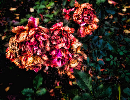 flower, flowers, nature, garden, plant, pink, red, blossom, beauty, rose, spring, bouquet, flora, bloom, floral, leaf, summer, love, white, color, colorful, yellow, beautifulの写真素材
