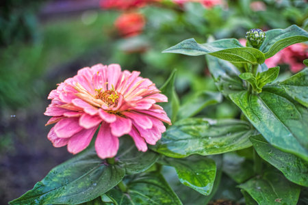flower, pink, nature, plant, garden, summer, flowers, flora, purple, spring, beauty, daisy, petal, blossom, zinnia, petals, bloom, macro, color, yellow, floral, leaf, closeupの写真素材