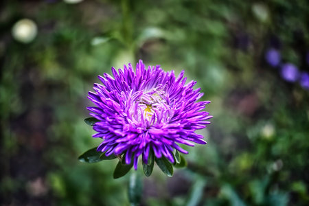flower, nature, purple, plant, summer, macro, flora, garden, pink, blossom, spring, bloom, wild, meadow, beauty, blue, color, closeup, flowers, close-up, petal, headの写真素材