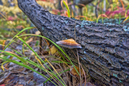 mushroom, forest, nature, fungus, tree, fungi, autumn, food, brown, wood, grass, mushrooms, natural, toadstool, plant, macro, closeup, woods, wild, green, moss, freshの写真素材