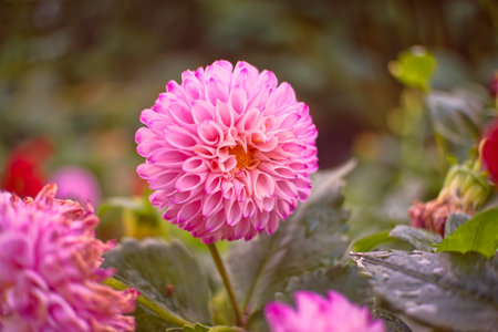 flower, nature, pink, purple, plant, garden, flora, macro, summer, spring, beauty, flowers, blossom, bloom, violet, herb, close-up, floral, petal, closeup, grass, color, dahliaの写真素材
