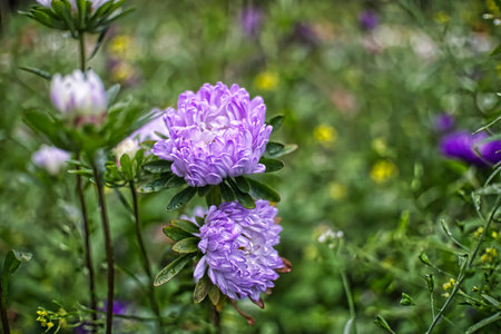 flower, nature, purple, plant, garden, flowers, summer, spring, blossom, flora, bloom, macro, close-up, herb, meadow, beauty, closeup, color, fieldの写真素材