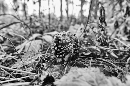 nature, macro, plant, summer, bug, grass, brown, closeup, wild, spring, leaf, close-up, wildlife, beauty, color, fly agaric, mushroom, monochrome, black and white, abstractionの写真素材