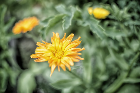 flower, yellow, nature, garden, summer, plant, spring, flowers, blossom, flora, beauty, macro, bloom, petal, bee, color, petals, floral, pollen, sun, field, closeupの写真素材