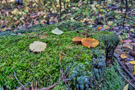 nature, forest, autumn, fungus, moss, grass, plant, leaf, leaves, boletus, fungi, fall, macro, wild, tree, brown, closeup, seasonの写真素材