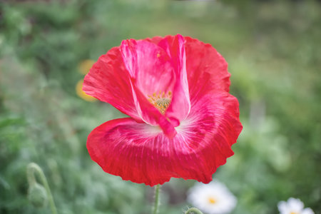 Red poppy flower in the garden. Soft focus, shallow DOF.の写真素材