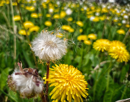 head, seasonal, fragility, fresh, environment, spring, summer, white, background, beautiful, beauty, blossom, brown, closeup, color, dandelion, dandelion background, field, flora,の写真素材