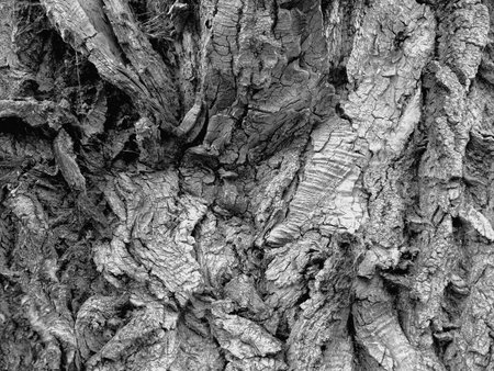 Texture of old tree bark. Abstract background for design. Monochrome.の写真素材