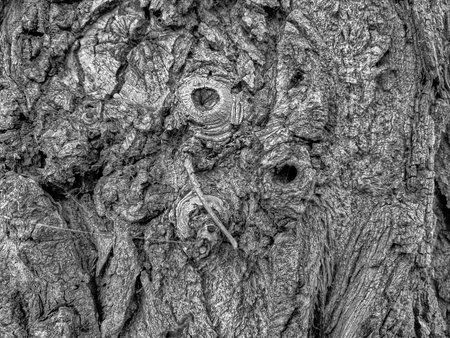 Old tree bark texture. Abstract background for design. Monochrome.の写真素材