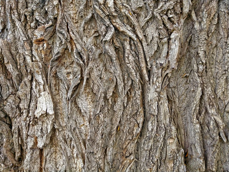 Old tree bark texture. Abstract background for design. Close up.の写真素材
