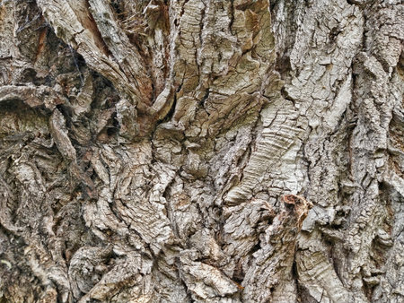 Old tree bark texture. Abstract background for design. Close up.の写真素材