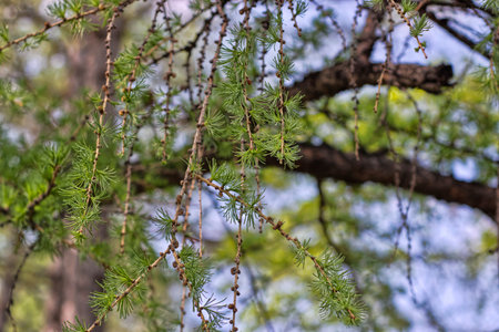Larch tree branches in the forest. Spring nature background. Selective focus.