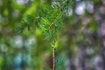 Pine branch with green needles on blurred background, close-up