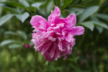 Beautiful pink peony flower in the garden. Nature background.の写真素材