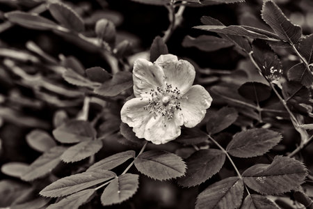 Wild rose flower in the garden. Black and white photo. Selective focus.の写真素材