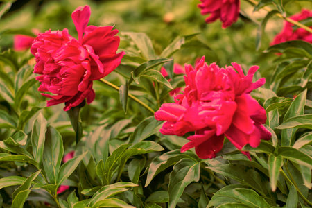 Red peony flowers blooming in the garden on a spring dayの写真素材