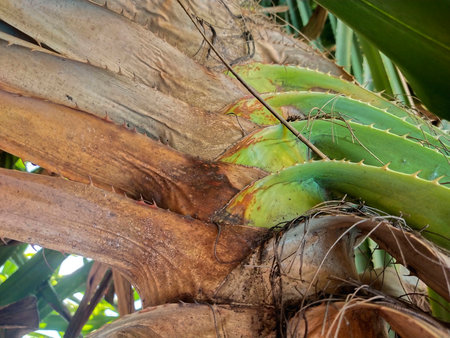 Close up of palm tree trunk with large green leaves and fruits.の写真素材