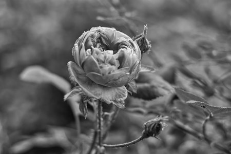 Black and white photo of a rose bud in the garden. Shallow depth of field.の写真素材