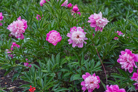 Beautiful peony flowers blooming in the garden, stock photoの写真素材