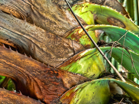 Coconut palm tree trunk close-up macro shot, selective focusの写真素材