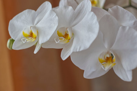 White orchids on a wooden background. Selective focus.の写真素材