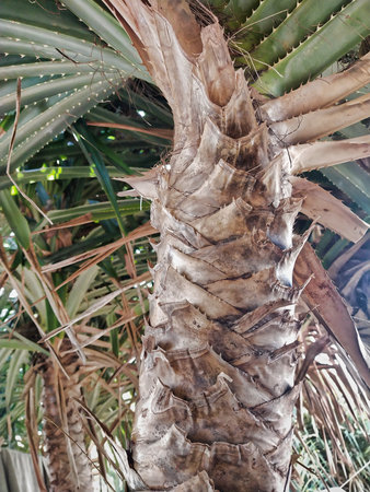 Coconut palm tree in the garden. Close up of coconut palm tree trunk.の写真素材