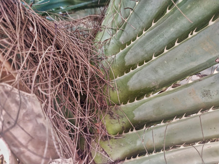 palm leaves in the tropical botanical gardenの写真素材